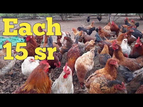 Desi Chicken 🐔 Shop | Birds And Animal Markt