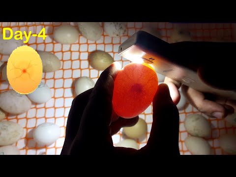 Egg Incubator Day-4 | Candling Chicken Eggs | Hatchery Machine