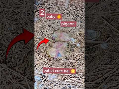 finally kabutar ke bche aagye ☺️ || kabutar ki video || #pigeon #kabutarbazi #babypigeon #ytshorts