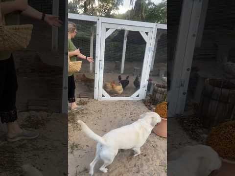 They love freedom!! #chicken #homestead #hen #eggs #dog #chickencoop #diy