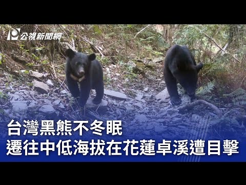 台灣黑熊不冬眠 遷往中低海拔在花蓮卓溪遭目擊｜20241224 公視晚間新聞