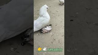 Pigeon Love 💕 video