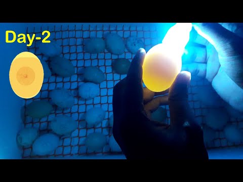 Egg Incubator Day-2 | Candling Chicken Eggs | Hatchery Machine