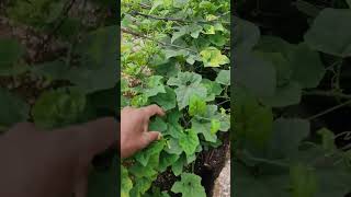 boda kakarakaya #bittergourd #nature #kakarakayafryintelugu