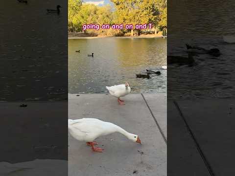 SCARY GOOSE ATTACK #shortvideo #youtubeshorts #shorts #short #goose #geese #scary #animals #nature