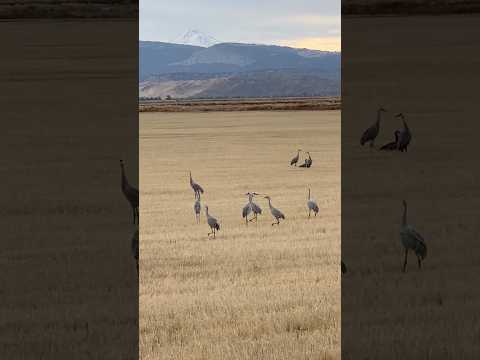 Sandhill Cranes in the Klamath Flyway #mtshasta #pnw #nature #migration #birds #birdwatching