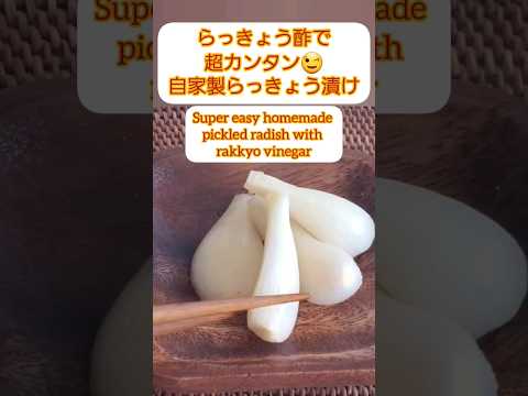 【Shorts動画】自家製らっきょう漬け方【 酢漬け】How to make rakkyo pickles【How to prepare + pickling in vinegar】  #Shorts