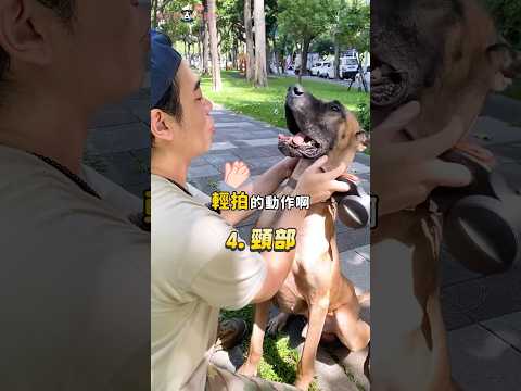 主人必學！按摩這5個部位讓狗狗爽上天😍 #shorts #按摩 #狗 #寵物知識 #dog