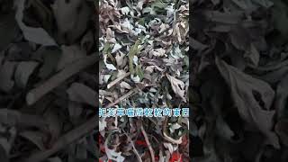 艾草條薰香怎麼做？去幸福莊園DIY玩一下午