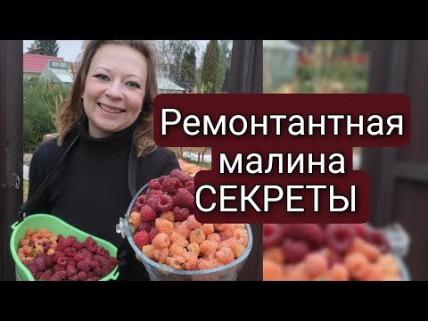 РЕМОНТАНТНАЯ МАЛИНА | ОСОБЕННОСТИ УХОДА ,ОБРЕЗКА И УРОЖАЙ В СЕНТЯБРЕ | Светлана Самойлова