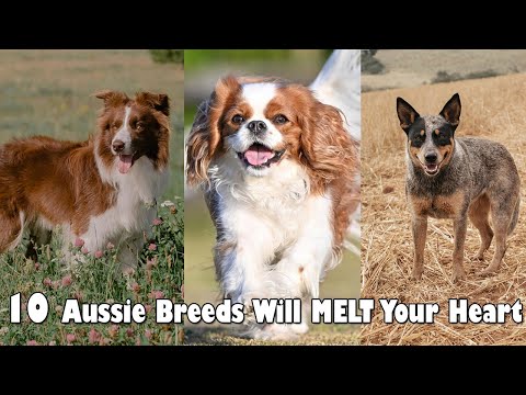 Forget Chihuahuas! These 10 Aussie Breeds Will MELT Your Heart