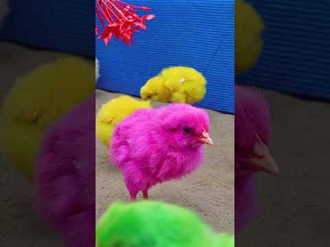 COLOR CHICKS | Murgi ke bacche | Cute Chuja | Chuche | Murgi ki Chicks #shortfeed  #babyanimals