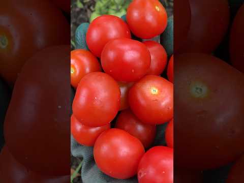 Harvesting  Bangladeshi   Vegetables from backyard garden 🇬🇧