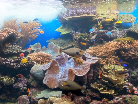 Waikiki Aquarium Live Stream