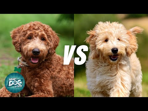 Labradoodle vs Goldendoodle The Differences You Need to Know