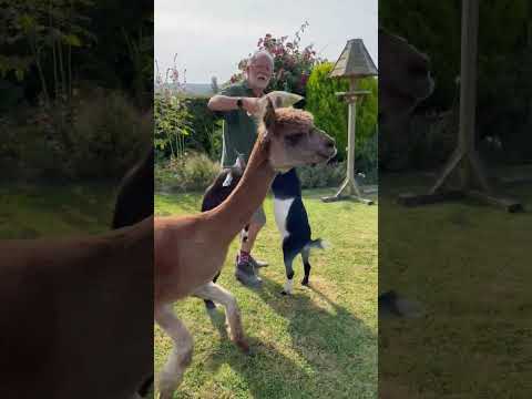 Hey Phill: Moving Freddie and the Goats to the Paddock #funny #alpaca #goat #goats #dorset