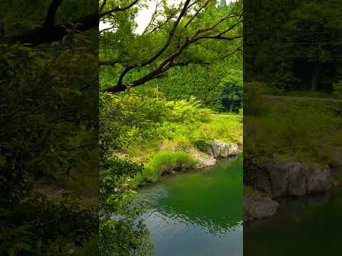 【癒し動画】熊本県山鹿市鹿北町　岩野川　#nature 　#五木ひろし　#shorts