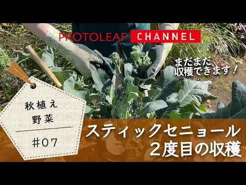 【秋植え野菜#07】スティックセニョールの２度目の収穫【プランターで育てる】