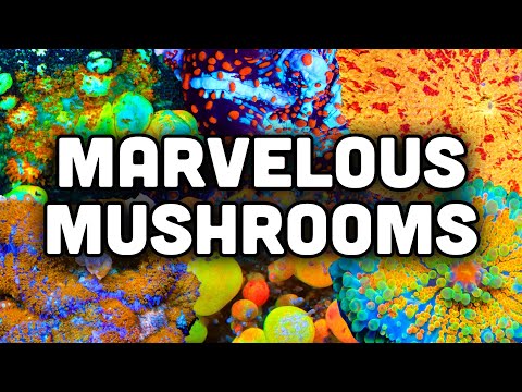 Mushroom Corals! Great for Beginners, Bouncing, and a Rainbow of Colors!