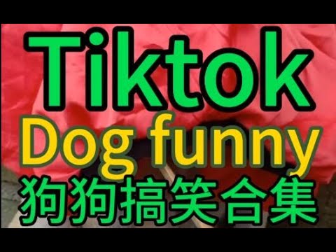 Tiktok 抖音狗狗搞笑合集。大狗小狗，中华田园犬，泰迪，博美，柯基，斗牛犬，金毛和拉布拉多，牧羊犬，阿拉斯加犬，藏獒，松狮，巴哥犬，西施犬。Tiktok funny dogs 6.