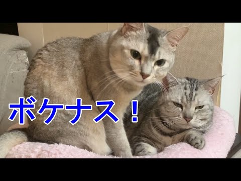 【あんな＆さちこ】猫のしりとりあそび！おしゃべりペット