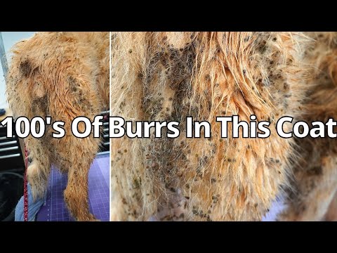 GREAT PYRENEES 100s OF BURRS