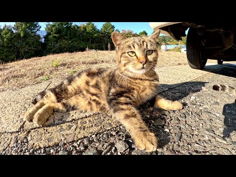 A kitten with a swirly pattern hides behind its mother, wary of humans