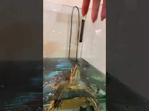 Friendly turtle #turtle #acquario #animal #viral #trend #ytshort #shorts