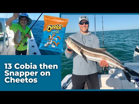 13 COBIA AND SNAPPER CAUGHT ON CHEETOS WITH AWESOME CUSTOMERS!!