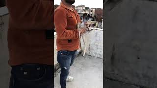 🔥🔥#pigeon #lover #shots #videos #viralreels #viralvideo #trending #kabootar