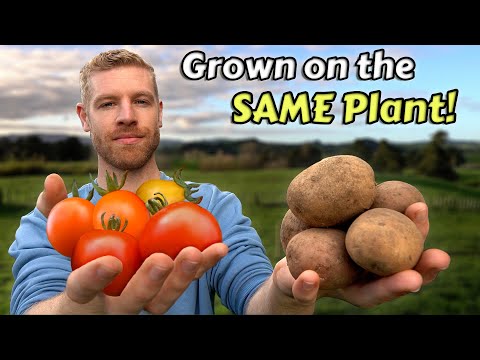 How I Grew Potatoes And Tomatoes On The Same Plant