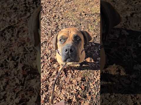 Home stretch practice with Drax Boerboel 🐶