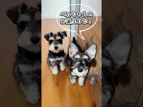 【いやしわんこ】誕生日ケーキが用意されていないことに激おこな犬 #ペット動画 #犬のいる暮らし #ミニチュアシュナウザー