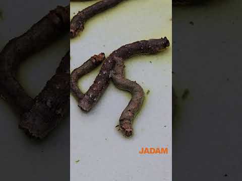 If You Let Your Guard Down, Inchworm Secretly Invade Fruit Trees. 방심하면 과수에 은밀히 자벌레가 침입한다. #inchworm