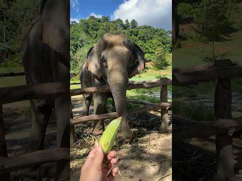 ม่เกาะช้างก็ต้องเจอช้างสินะ 🏝️🌊🐘 #เกาะช้าง