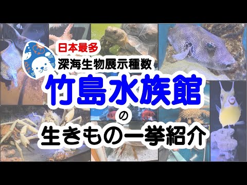 日本最多の深海生物が見れる‼︎ウツボは子分に〇〇をさせる⁉︎【竹島水族館②】