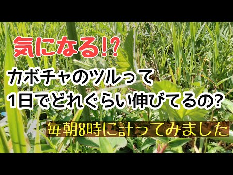 【夏の自由研究】カボチャのツルって１日どれぐらい伸びているの？