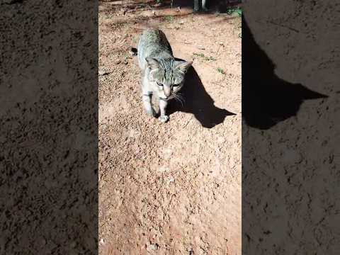 Little Meo #cat #catvideos #shorts