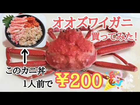 今、北海道で大量発生している話題のオオズワイガニ🦀激安・激旨で感激🤩