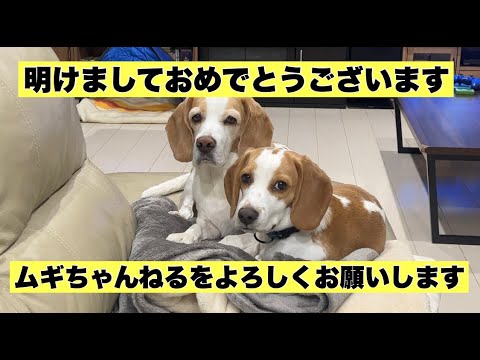 【ビーグル】年明けワンプロ