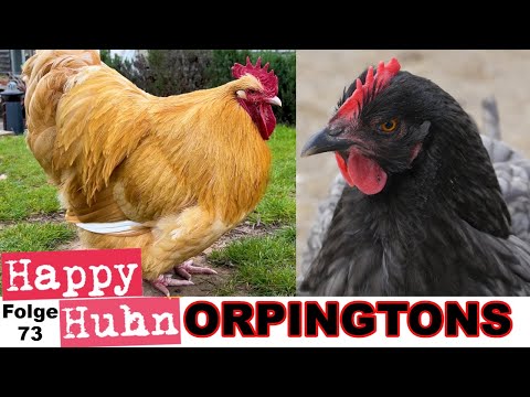 Orpingtons im Rasseportrait bei HAPPY HUHN Folge 73 - Haltung, Zucht, Farben der Orpington-Hühner