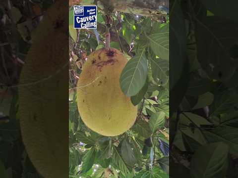 Jackfruit - The Multipurpose Fruit