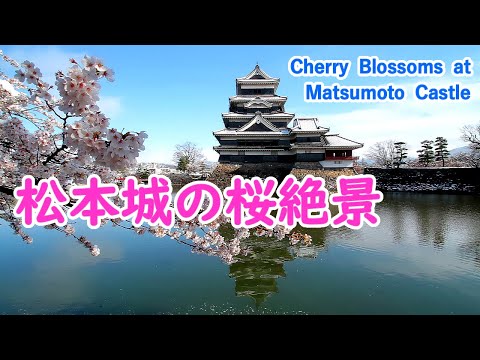 Cherry Blossoms at Matsumoto Castle with Relaxing Music ( Nagano ) / Spectacular Views of Japan