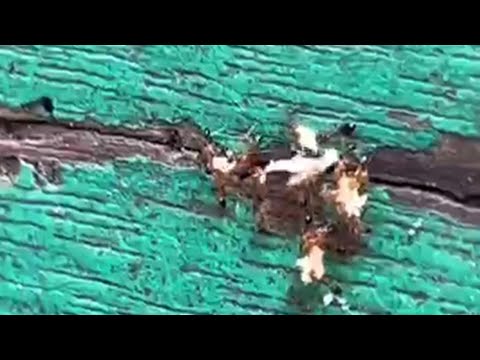 #Amazing ants/naghahakot ng pagkain kasi maulan