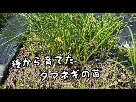 育てた玉ねぎの苗植えてみた【玉ねぎ栽培】【家庭菜園】