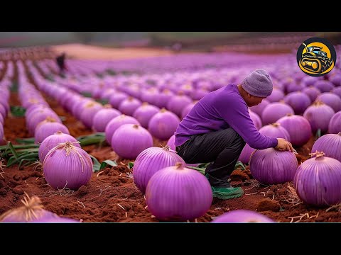 The Most Modern Agriculture Machines That Are At Another Level , How To Onions In Farm