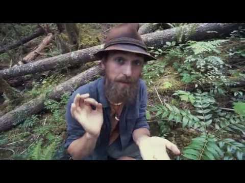 Forest Reset with Oregon Grape | Herbal Jedi | Harmonic Arts