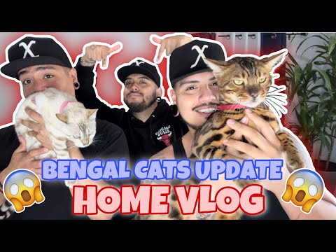 PROUD DADS OF TWO BENGAL CATS | #HOMEVLOG 😻