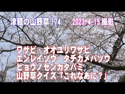 津軽の山野草174(ﾜｻﾋﾞ、ｵｵﾕﾘﾜｻﾋﾞ、ｴﾝﾚｲｿｳ、ﾀﾁｶﾒﾊﾞｿｳ、ﾋｮｳﾉｾﾝ、山野草ｸｲｽﾞ)