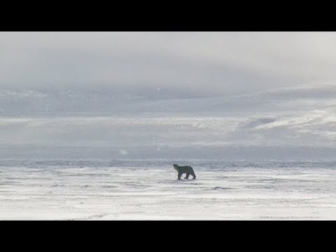 A polar bear near to the camp in Erebus and Terror Bay - Nanoq 2007 expedition